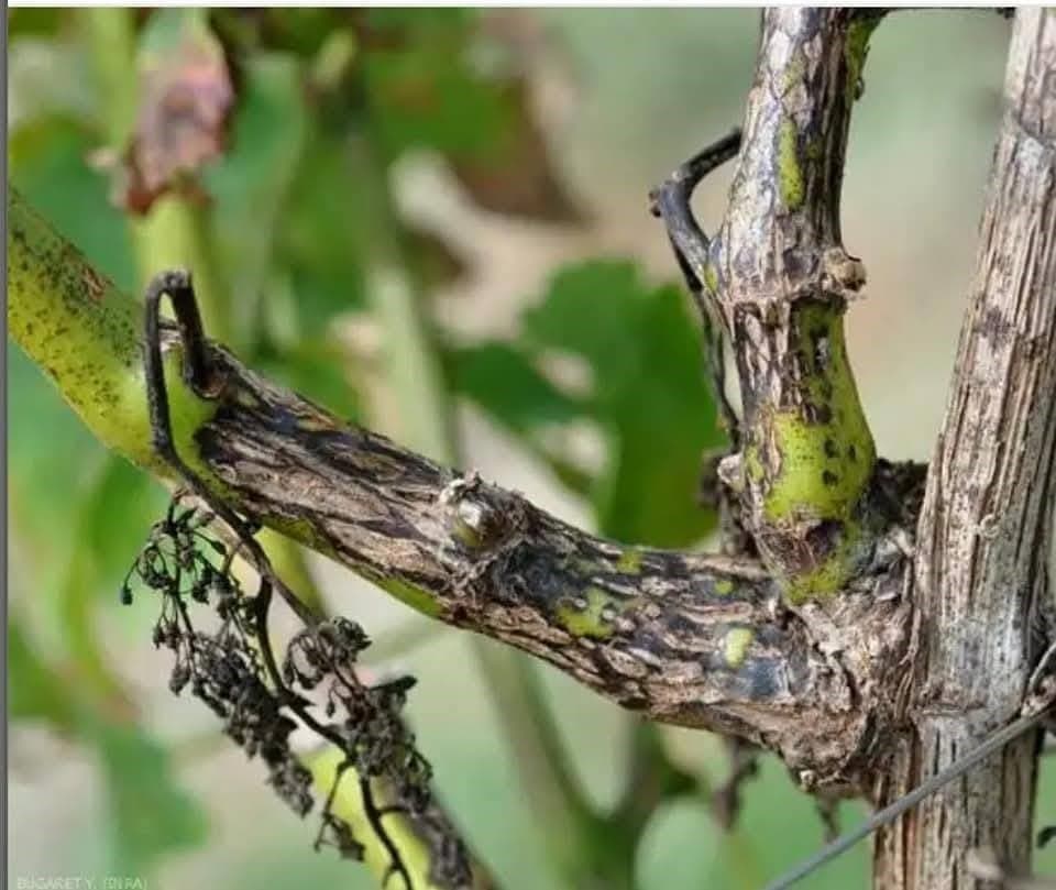 Manisa’da bağcılara ‘Ölükol’ uyarısı