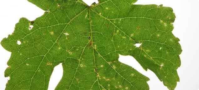 Manisa’da bağcılara ‘Ölükol’ uyarısı