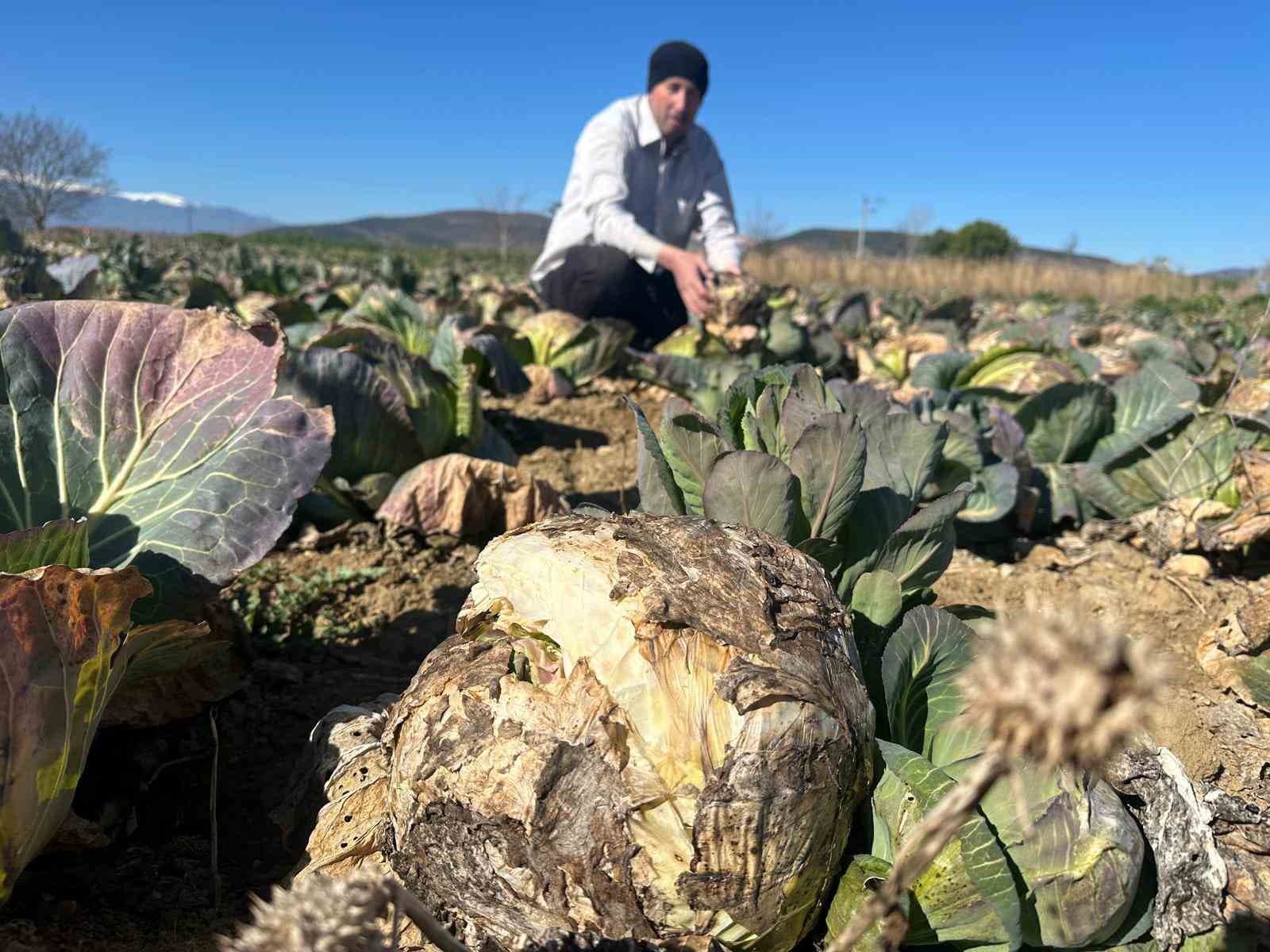 Pazarda 70 lira ama yüzbinlercesi tarlada çürüdü: Üreticiler Tarım Kredi’ye çağrı yaptı