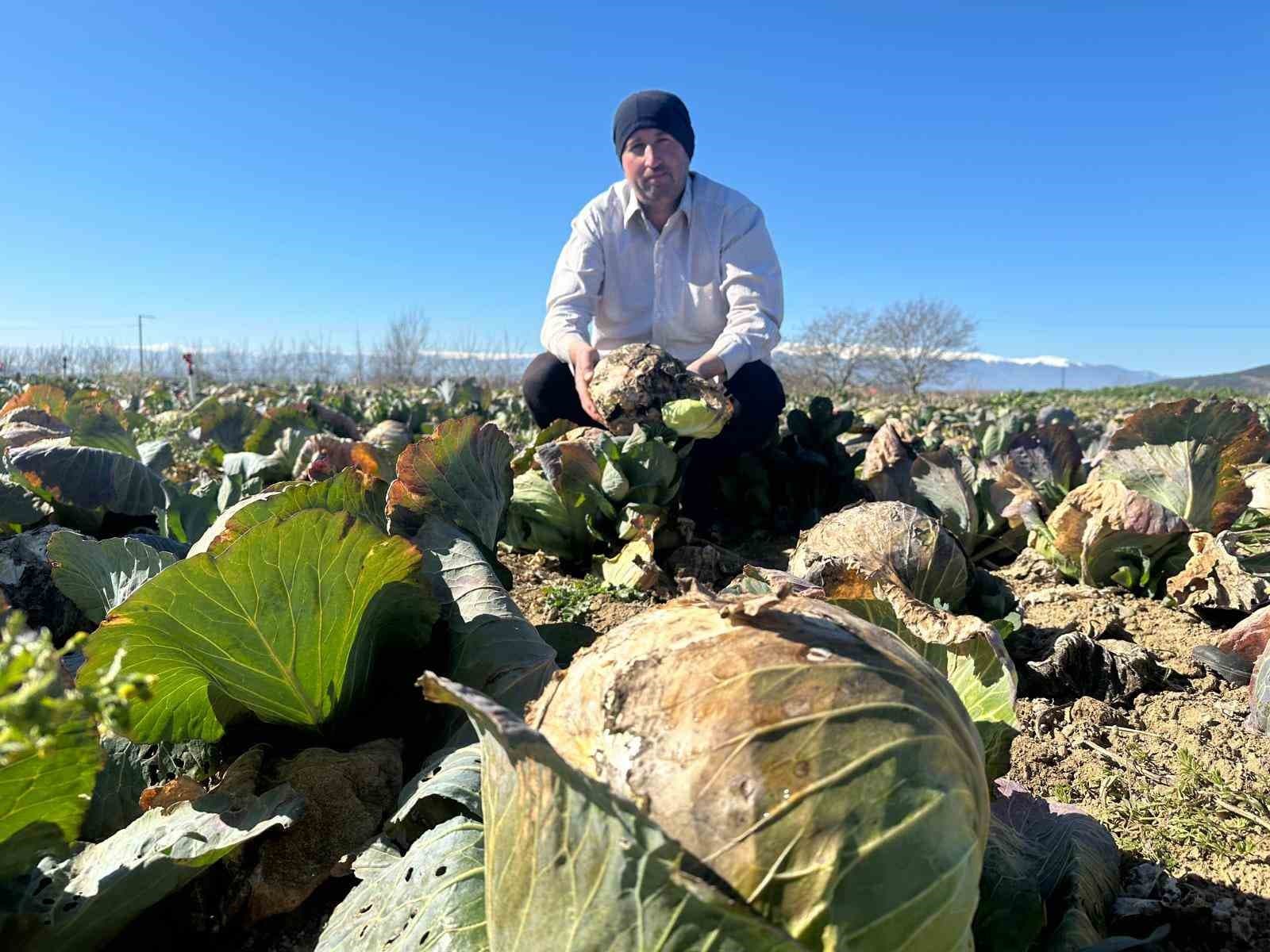Pazarda 70 lira ama yüzbinlercesi tarlada çürüdü: Üreticiler Tarım Kredi’ye çağrı yaptı