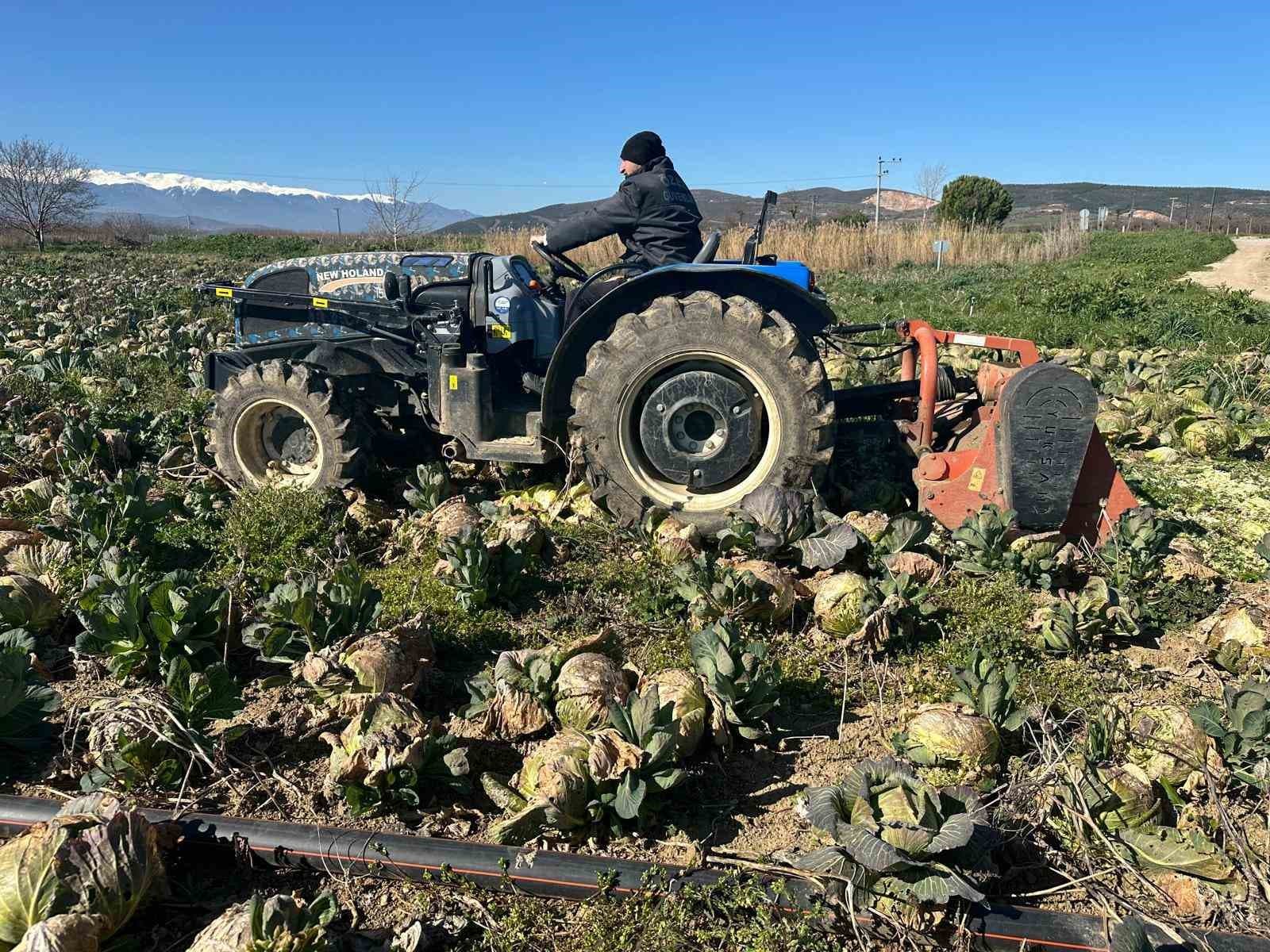 Pazarda 70 lira ama yüzbinlercesi tarlada çürüdü: Üreticiler Tarım Kredi’ye çağrı yaptı