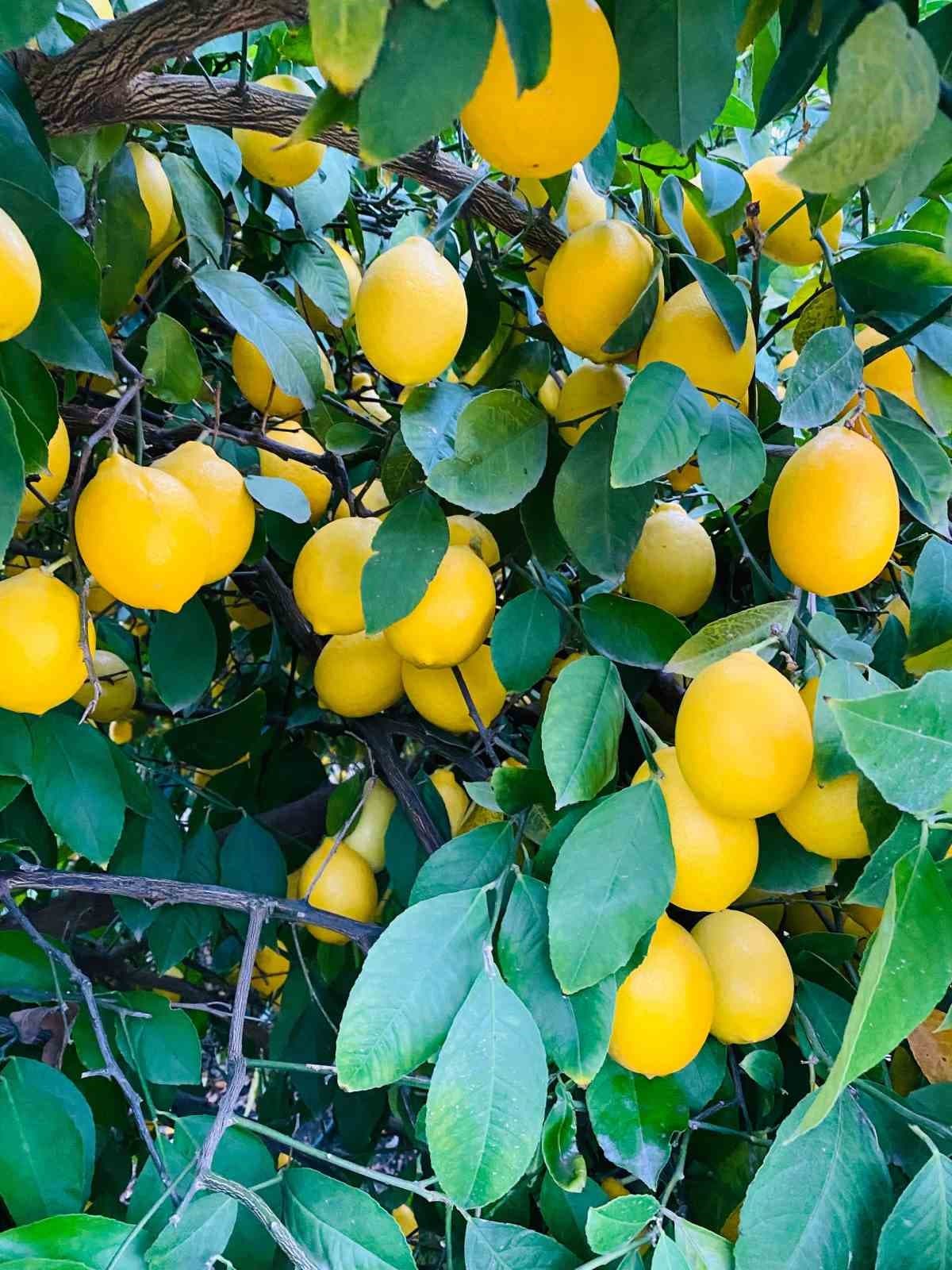 Doğan’dan limon ithalatı değerlendirmesi: "Depoda ürünü olan üretici zorlanabilir"