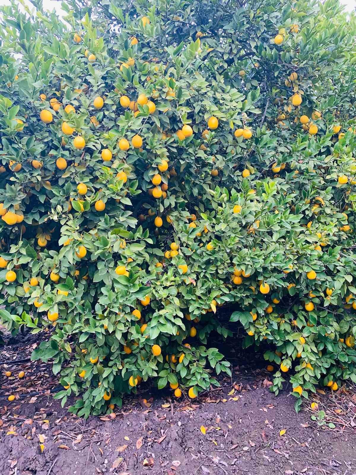 Doğan’dan limon ithalatı değerlendirmesi: "Depoda ürünü olan üretici zorlanabilir"