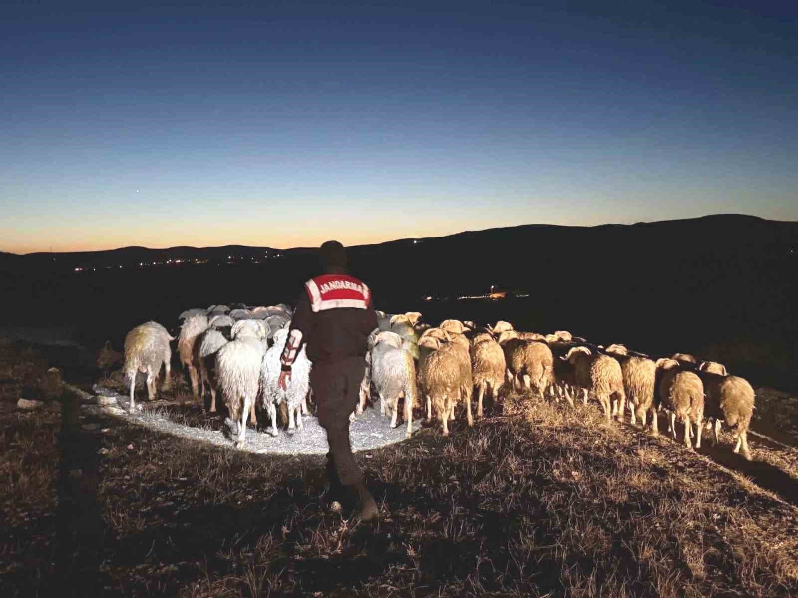 Kütahya’da kaybolan hayvanları jandarma dronla buldu