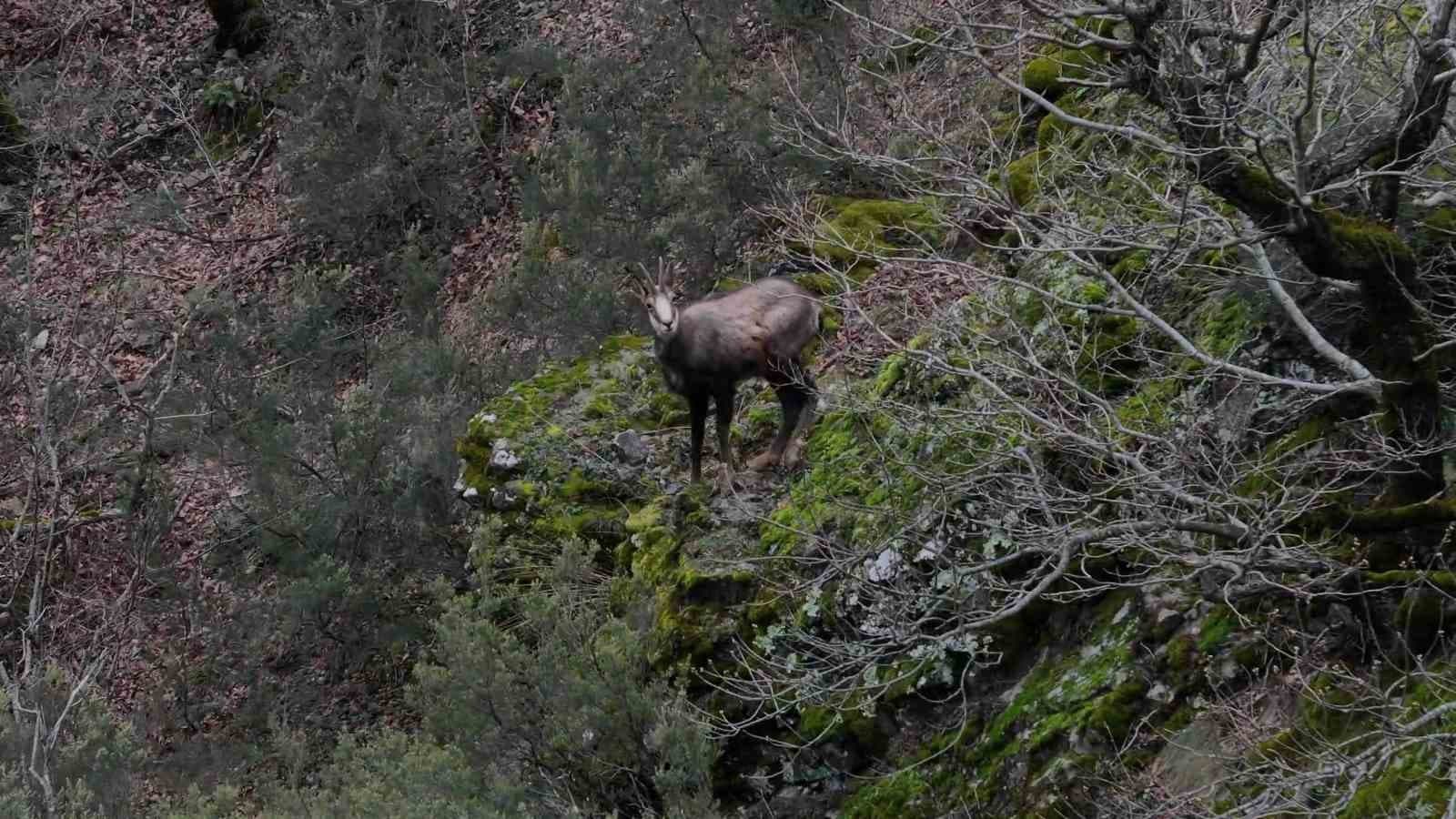 Türkiye’de en düşük rakımda sadece Gümüşhane’de görülüyor