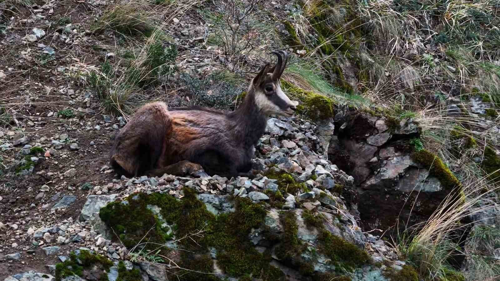 Türkiye’de en düşük rakımda sadece Gümüşhane’de görülüyor