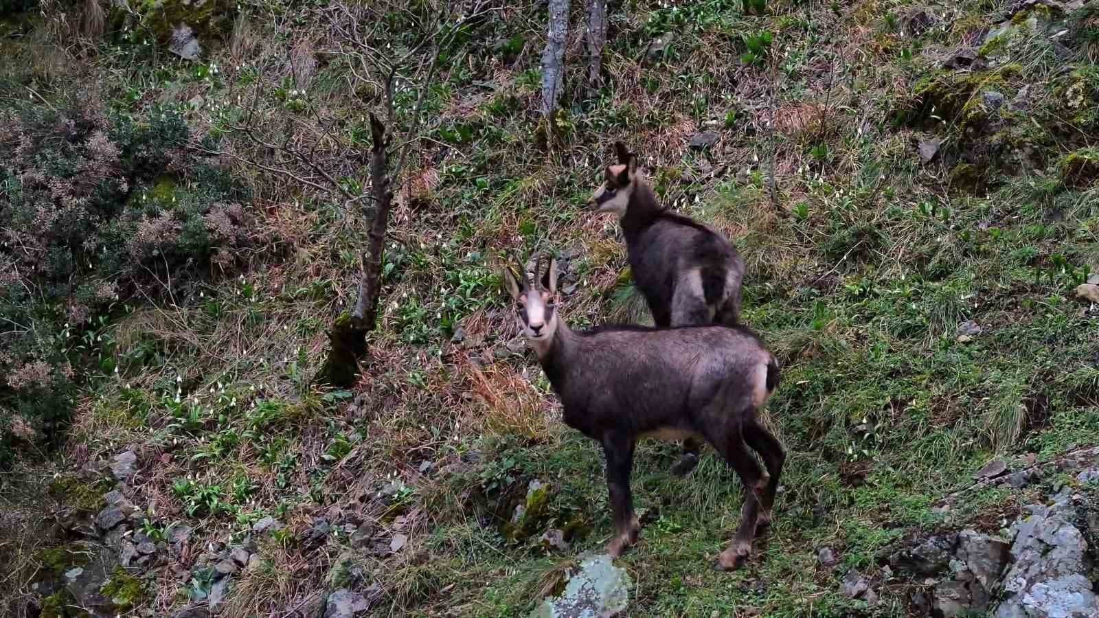 Türkiye’de en düşük rakımda sadece Gümüşhane’de görülüyor
