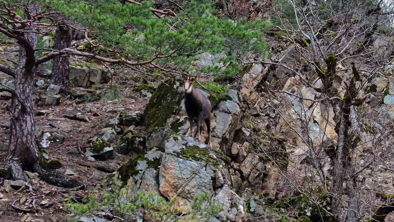 Türkiye’de en düşük rakımda sadece Gümüşhane’de görülüyor