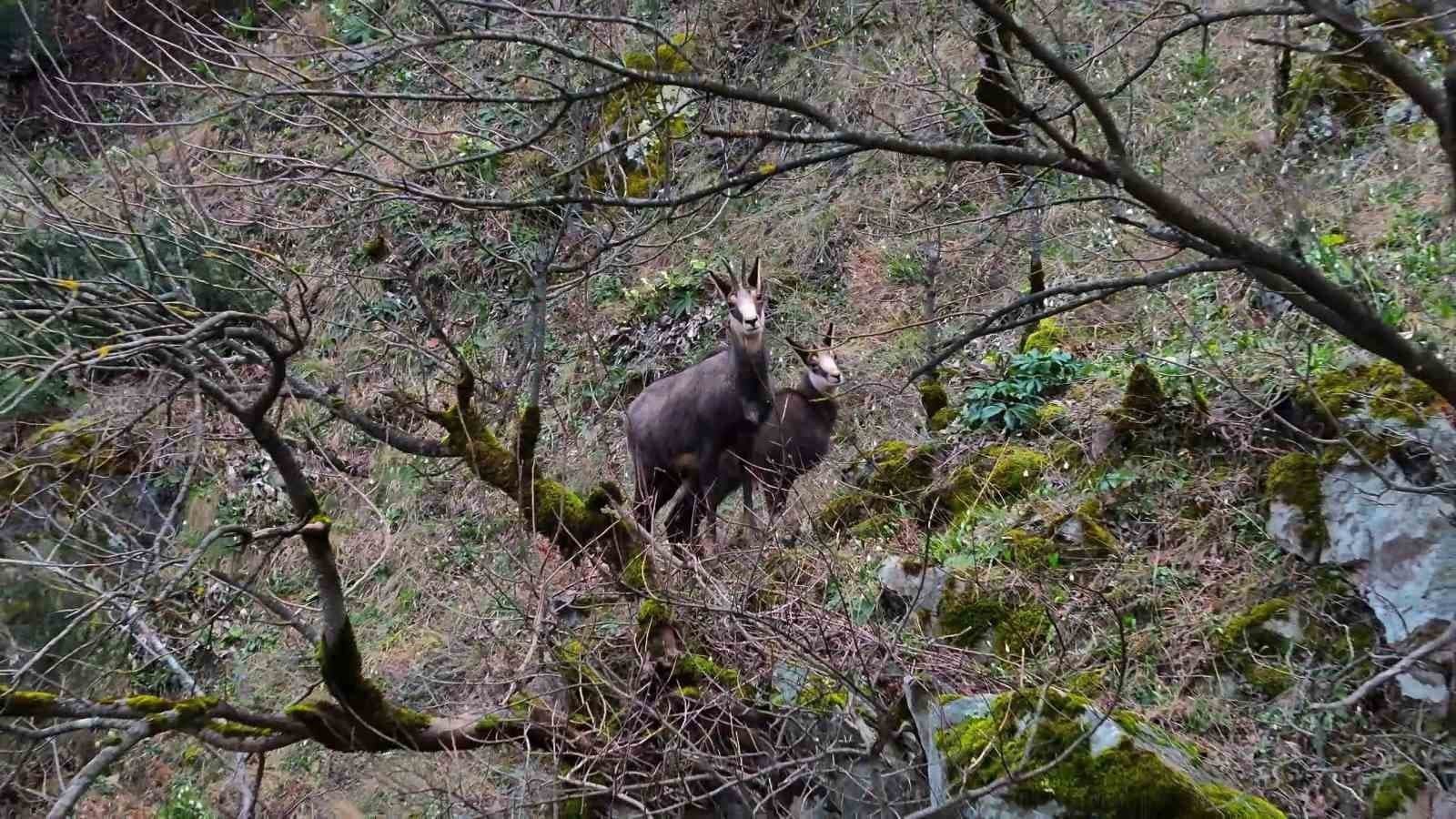 Türkiye’de en düşük rakımda sadece Gümüşhane’de görülüyor