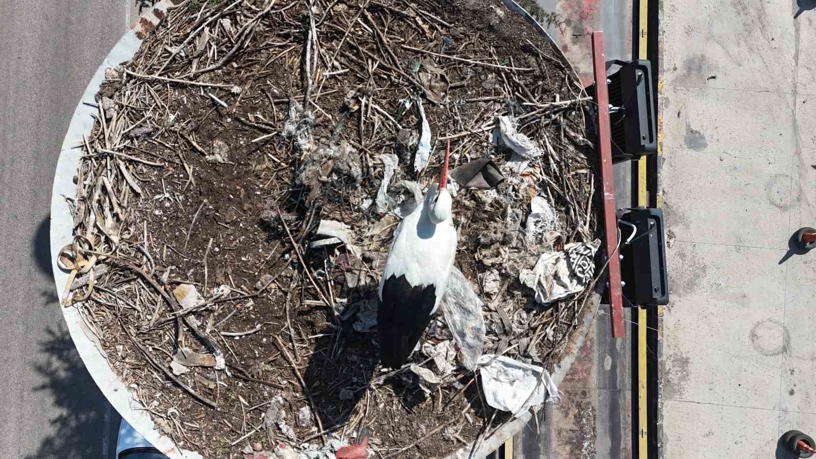 Baharın habercisi olan leylekler, Ankara’ya ulaştı