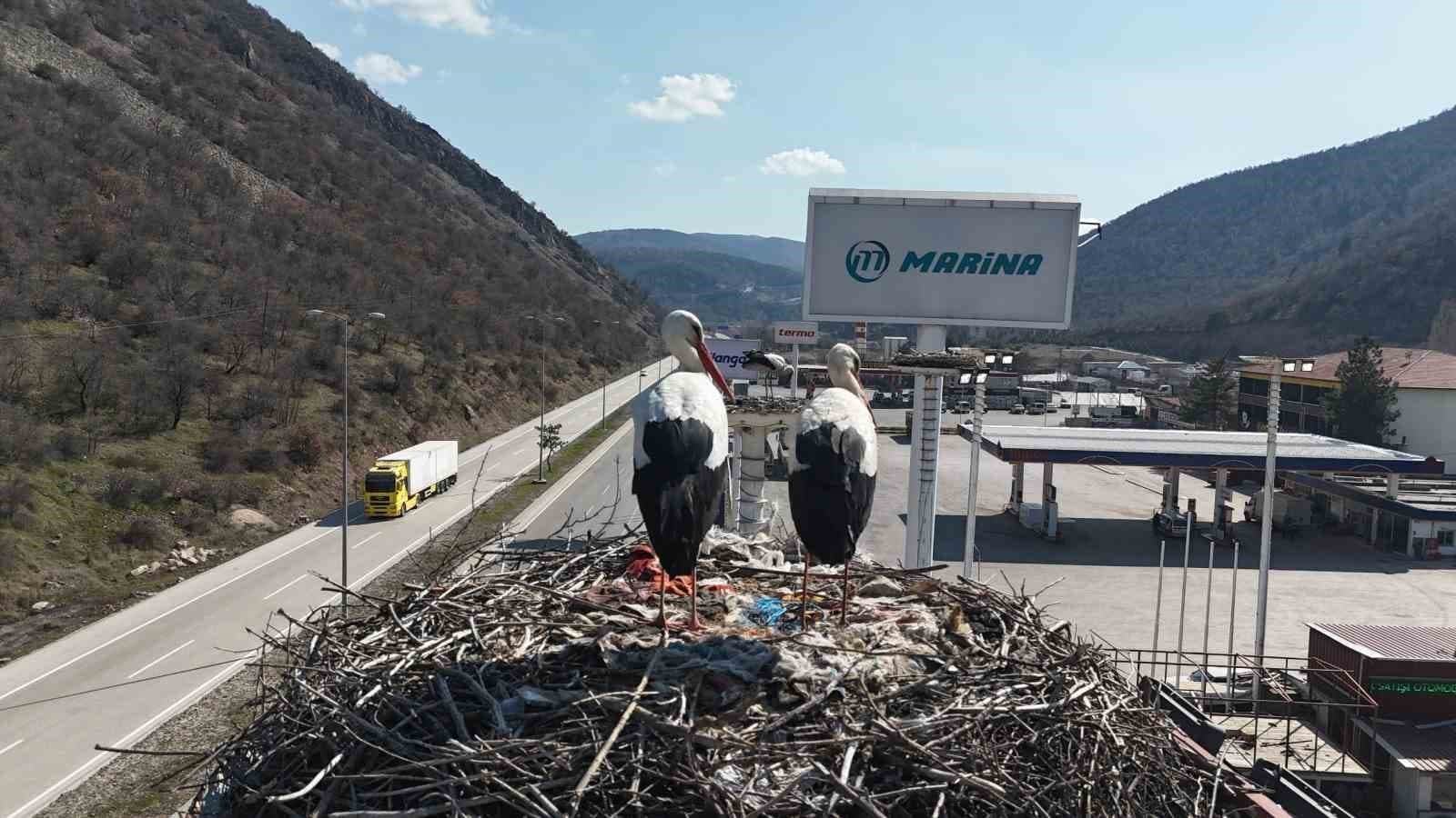 Baharın habercisi olan leylekler, Ankara’ya ulaştı