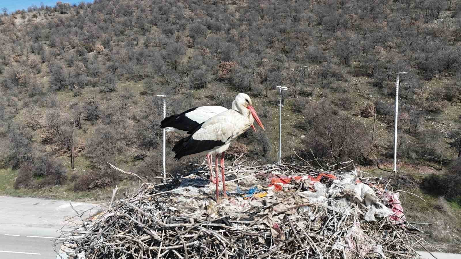 Baharın habercisi olan leylekler, Ankara’ya ulaştı