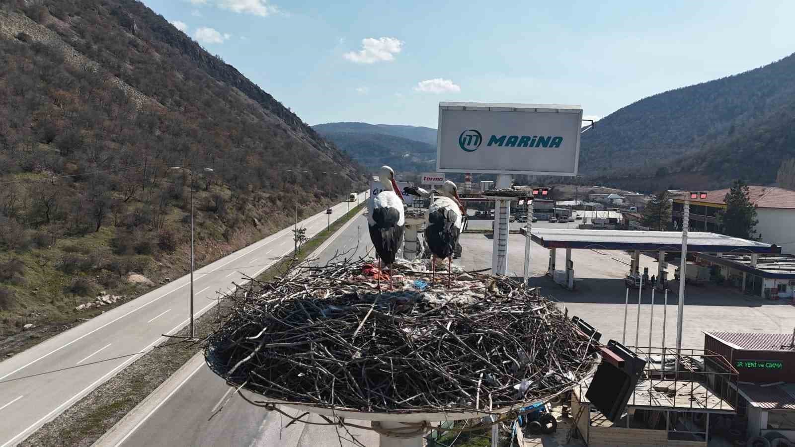 Baharın habercisi olan leylekler, Ankara’ya ulaştı