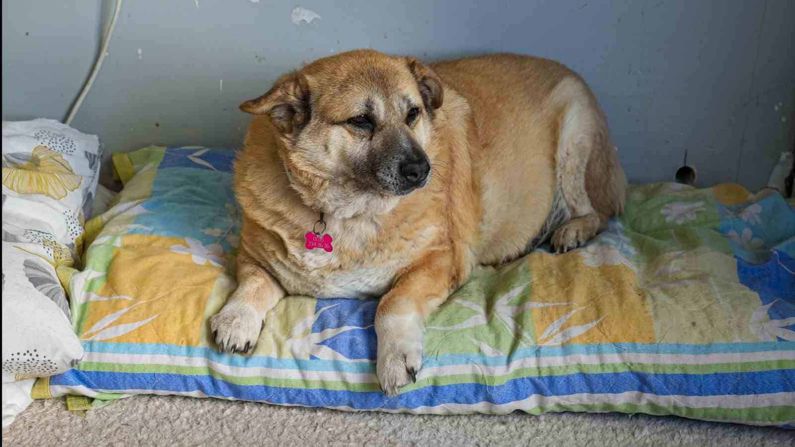 13 yaşındaki obez köpek ’Kız’, yürüyüş yaparak zayıflıyor