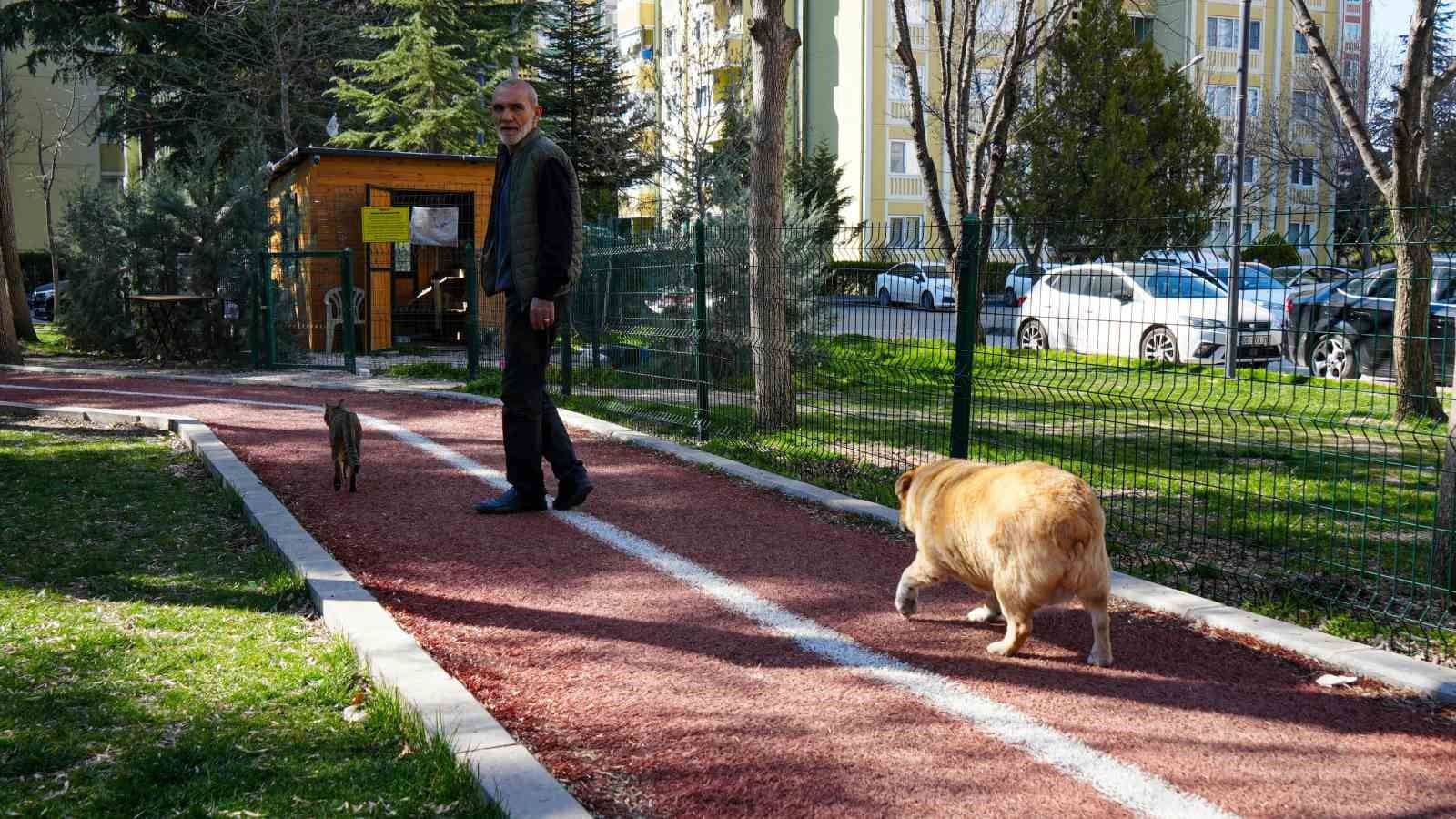 13 yaşındaki obez köpek ’Kız’, yürüyüş yaparak zayıflıyor