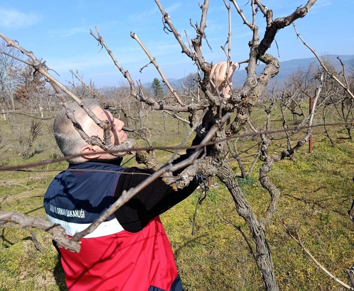 Simav’da yem bitkileri ve hububat ekili alanlarda verim çalışması yapıldı