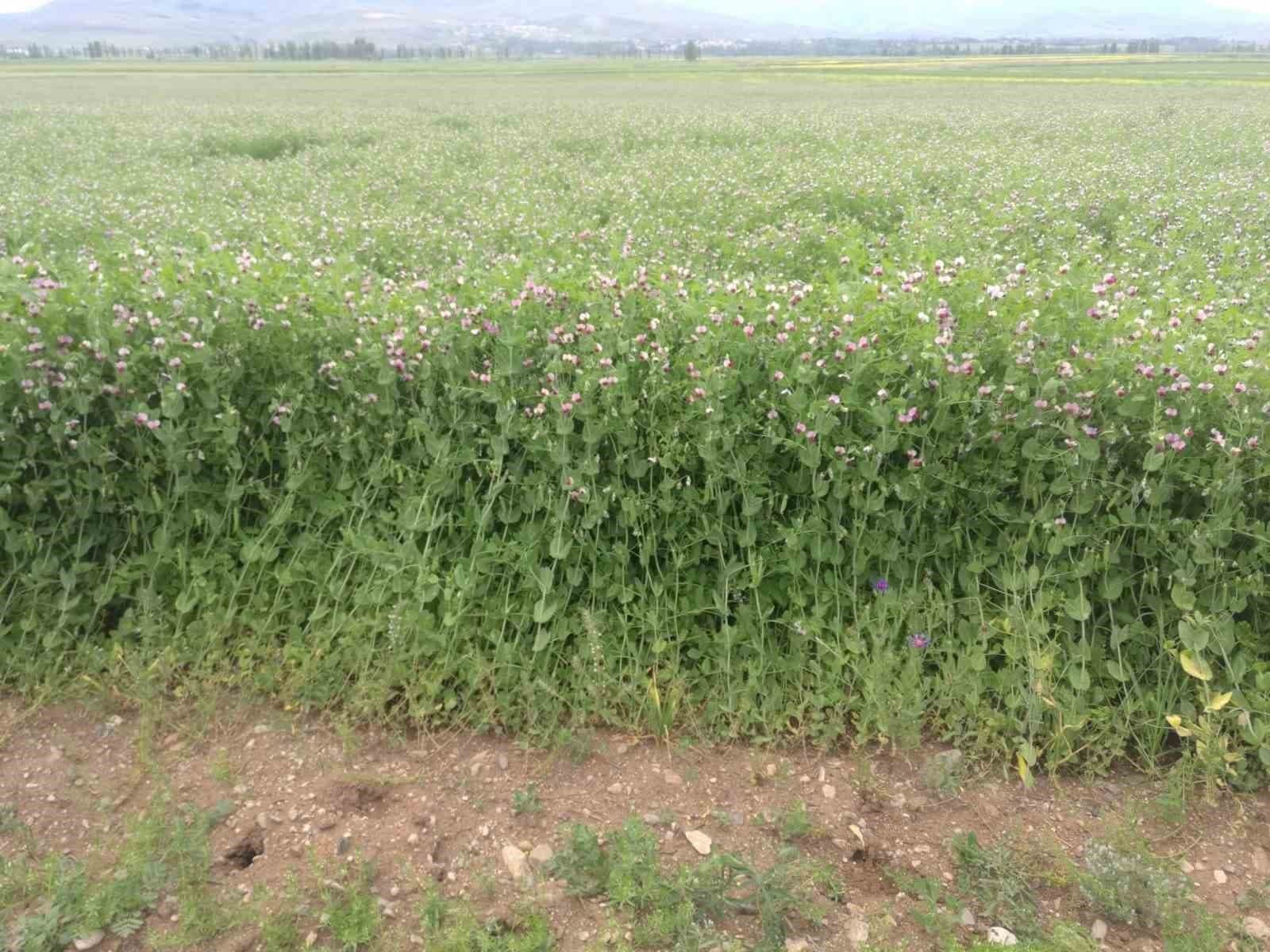 Bayburt’ta yüzde 50 hibeli bezelye tohumu desteğinde başvurular 23 Mart’ta başlıyor