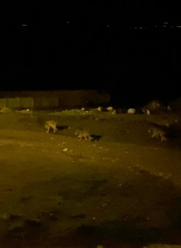 Köye inen kurt sürüsü kamerada