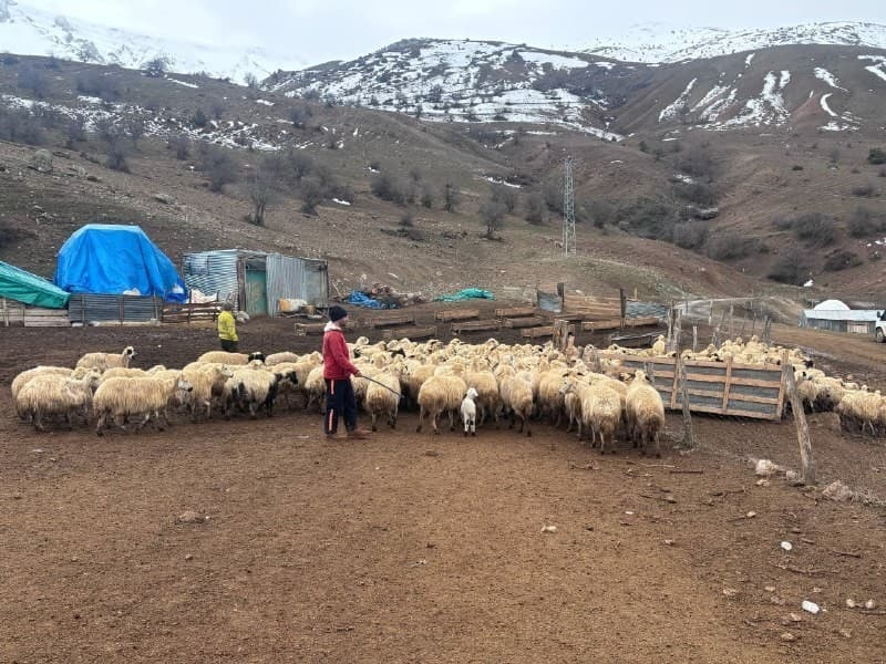Kuzular belirti göstermeden bir anda telef oluyor