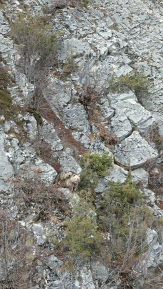 Anne boz ayı sırtındaki yavrusu ile dron kamerasına yakalandı