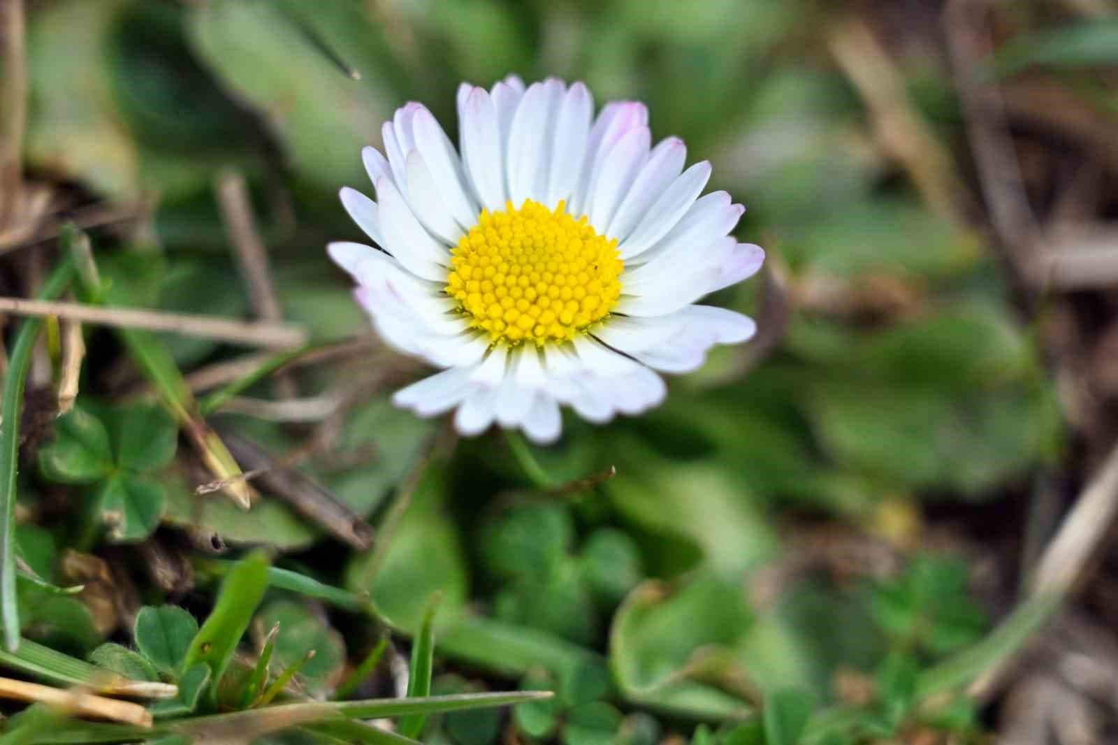 Gümüşhane’de baharın renkleri kışın beyazıyla kucaklaştı