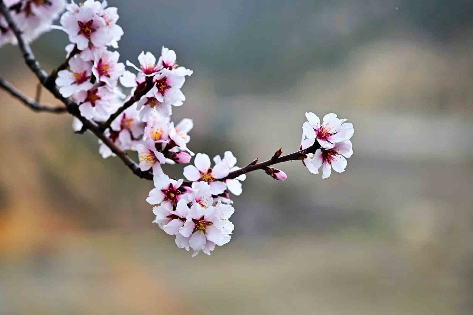 Gümüşhane’de baharın renkleri kışın beyazıyla kucaklaştı