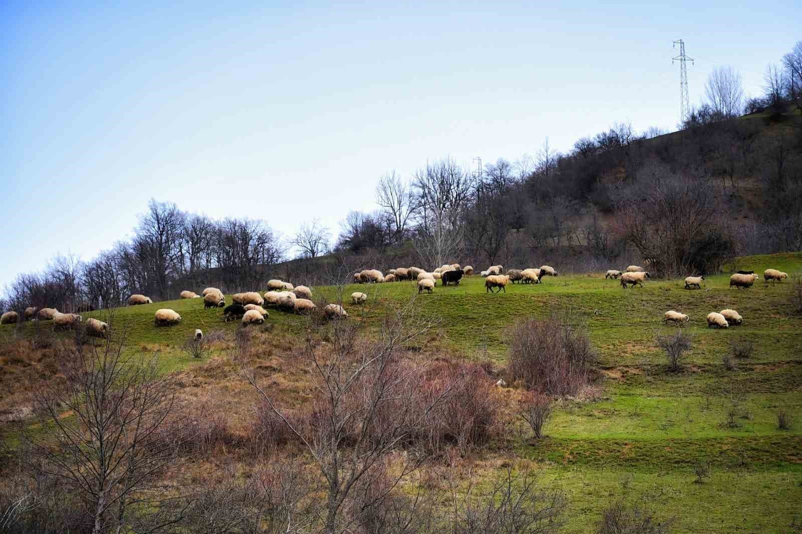 Gümüşhane’de baharın renkleri kışın beyazıyla kucaklaştı