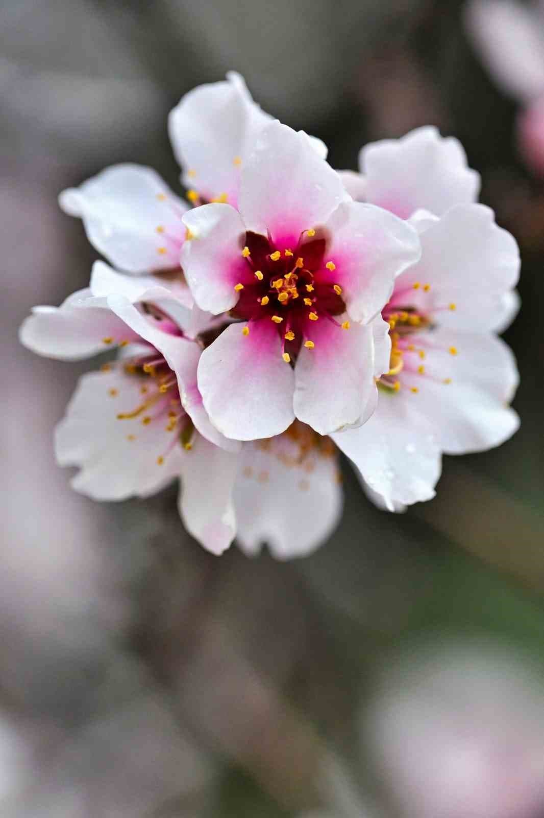 Gümüşhane’de baharın renkleri kışın beyazıyla kucaklaştı