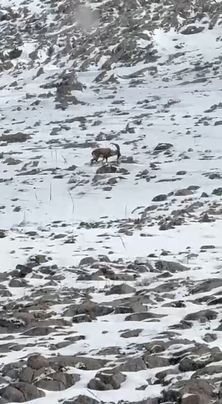 Aladağlar’da yaban hayatı görüntülendi