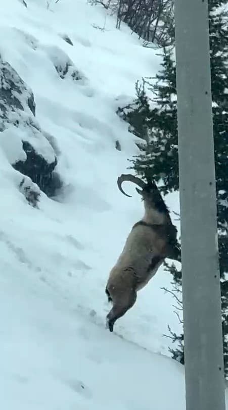 Aladağlar’da yaban hayatı görüntülendi