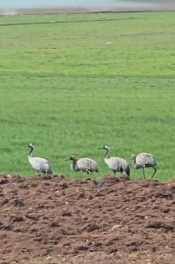 Türkülere konu olan turnalar Tunceli’de görüntülendi