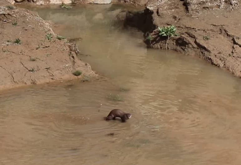 Erzurum’da nesli tehdt altındaki su samuru görüntülendi