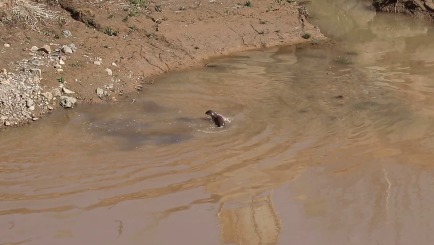Erzurum’da nesli tehdt altındaki su samuru görüntülendi