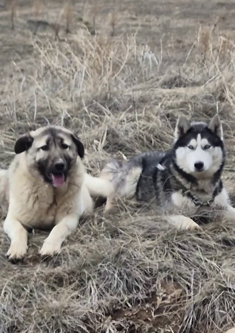 Yavru kangal gönlünü Sibirya kurduna kaptırdı