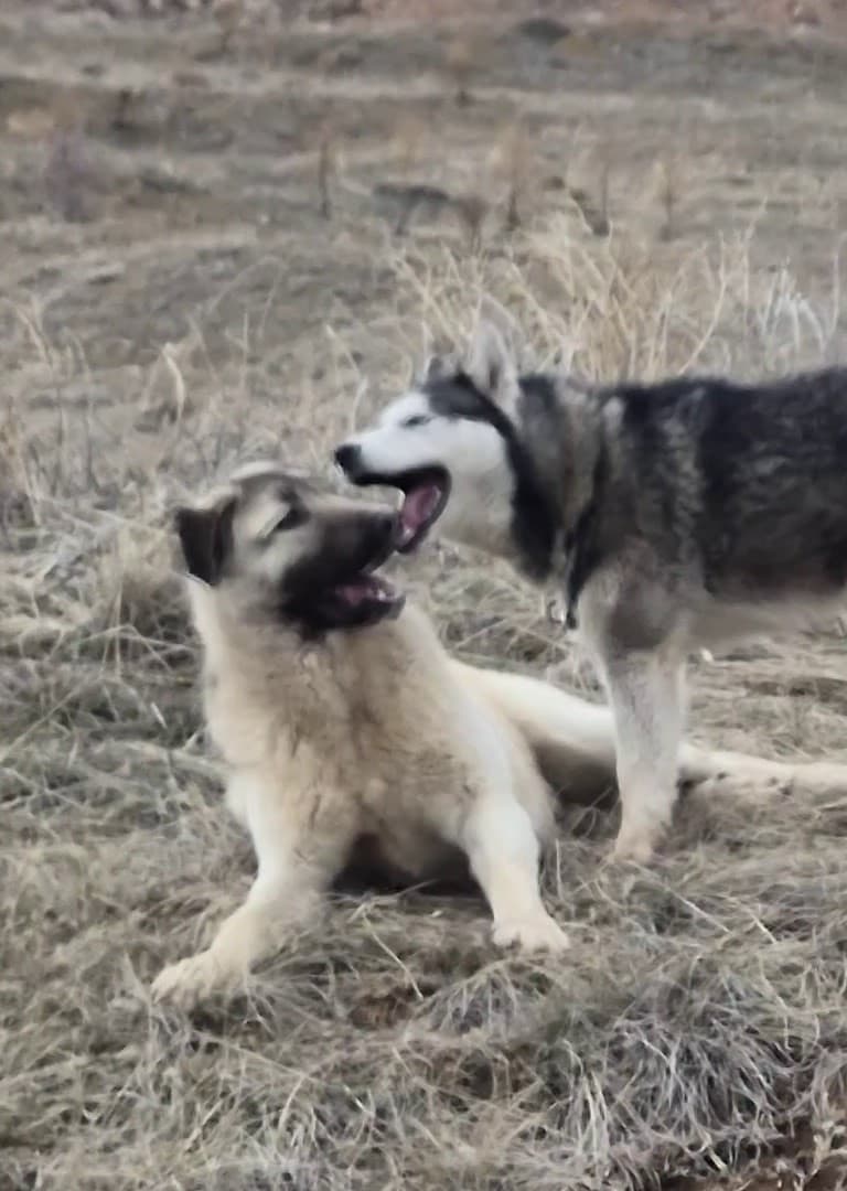 Yavru kangal gönlünü Sibirya kurduna kaptırdı