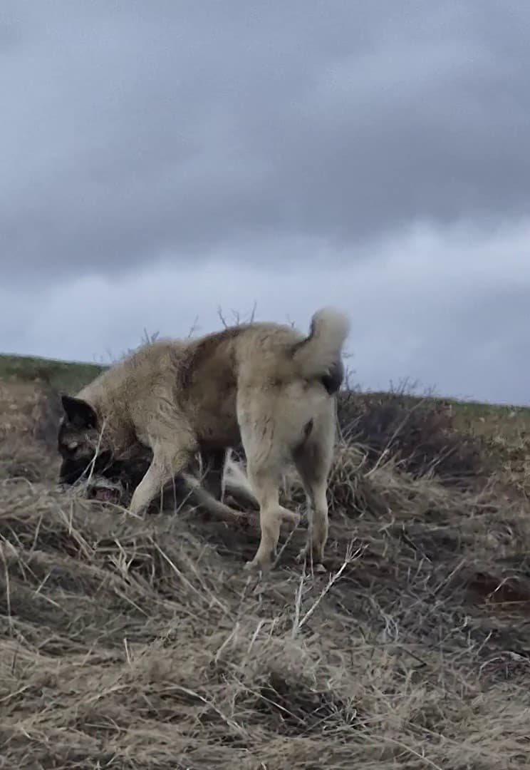 Yavru kangal gönlünü Sibirya kurduna kaptırdı