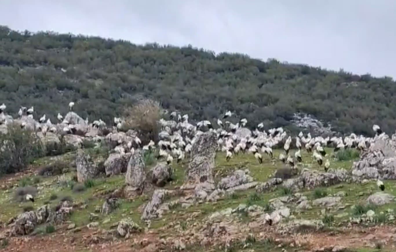 İslahiye’de leylek akını