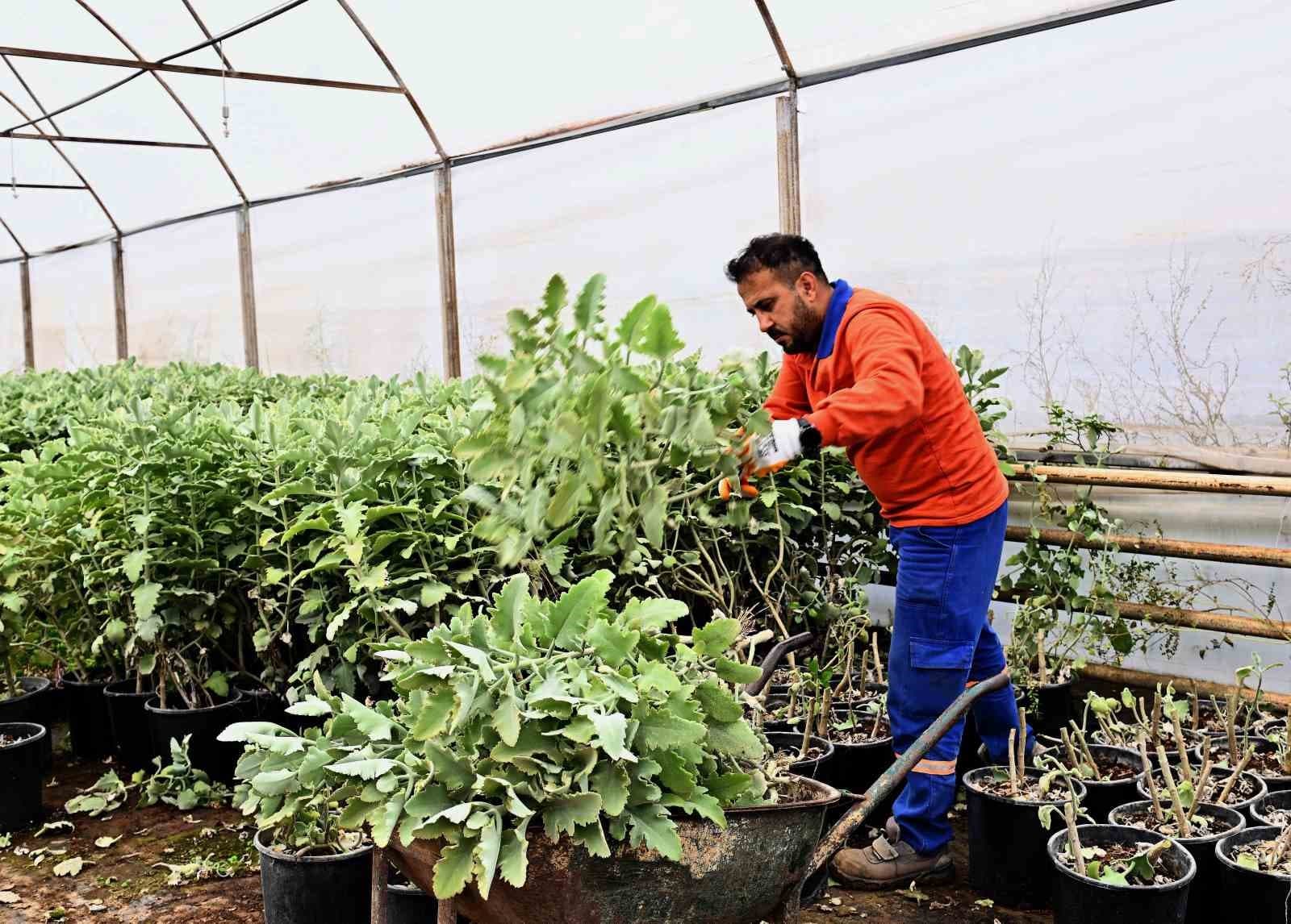 Muratpaşa’dan örnek bitki üretim modeli