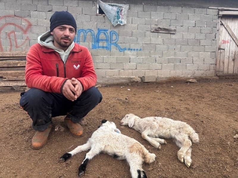 Erzincan’da kuzu telefleriyle ilgili numuneler laboratuvara gönderildi