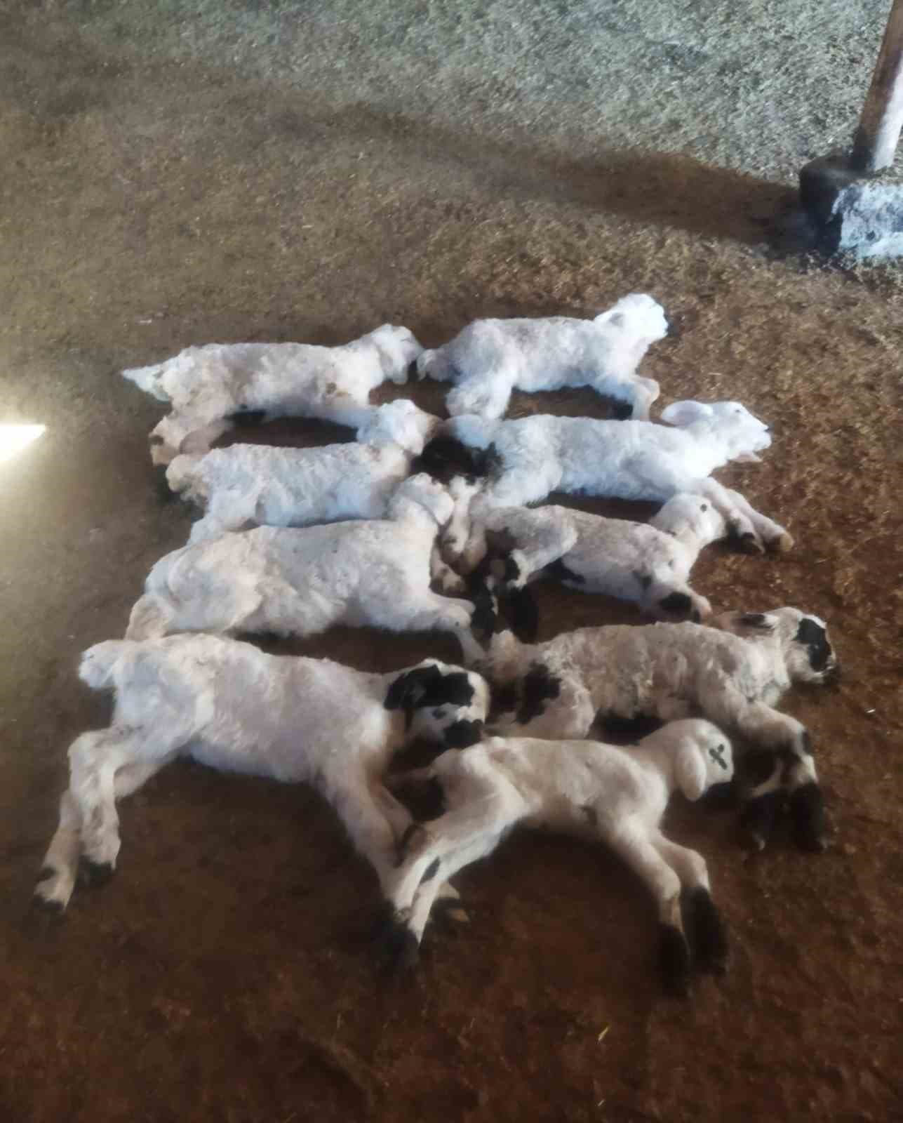 Erzincan’da kuzu telefleriyle ilgili numuneler laboratuvara gönderildi