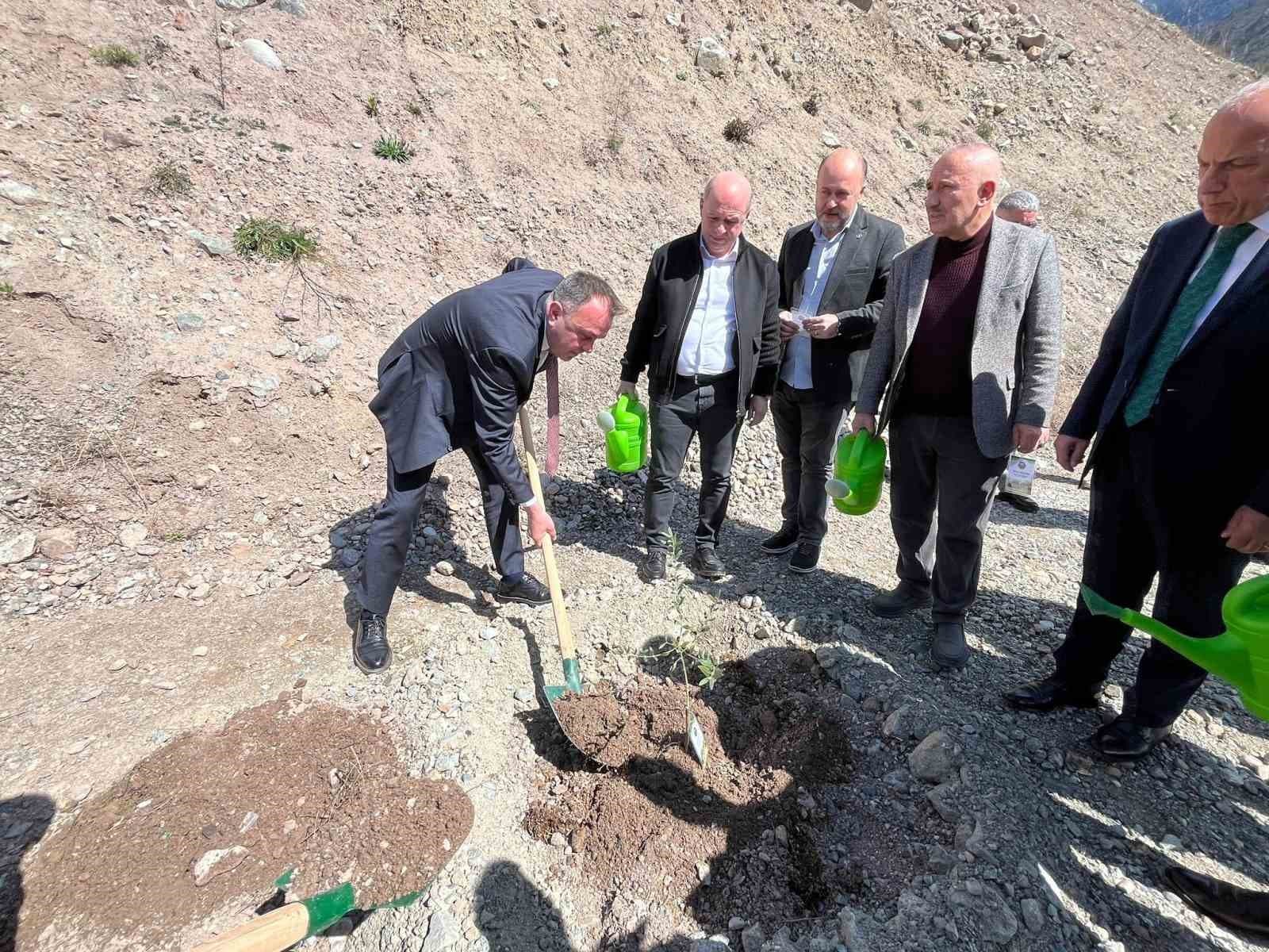 Artvin’de 450 Butko zeytini fidanı toprakla buluşturuldu