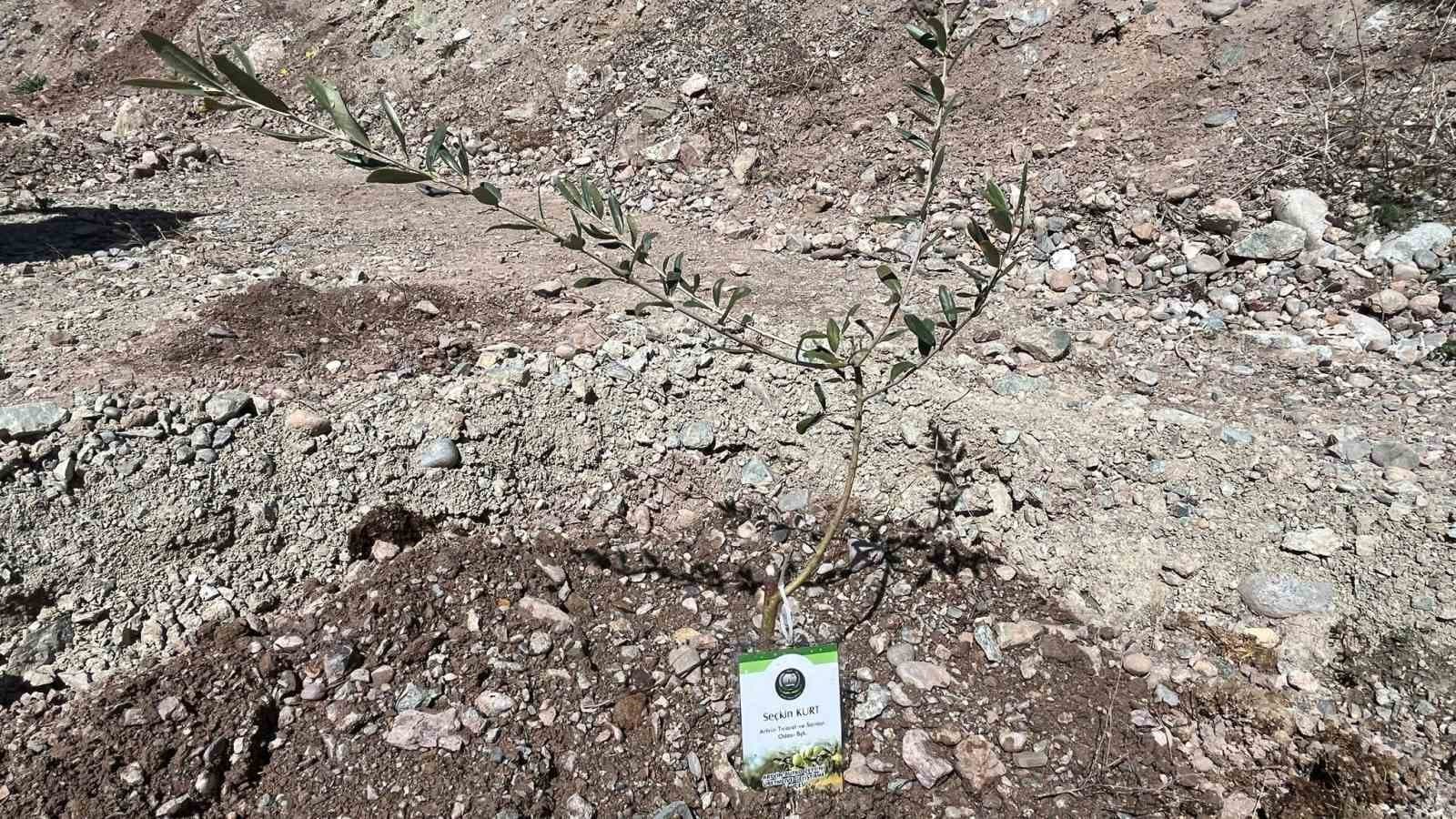 Artvin’de 450 Butko zeytini fidanı toprakla buluşturuldu