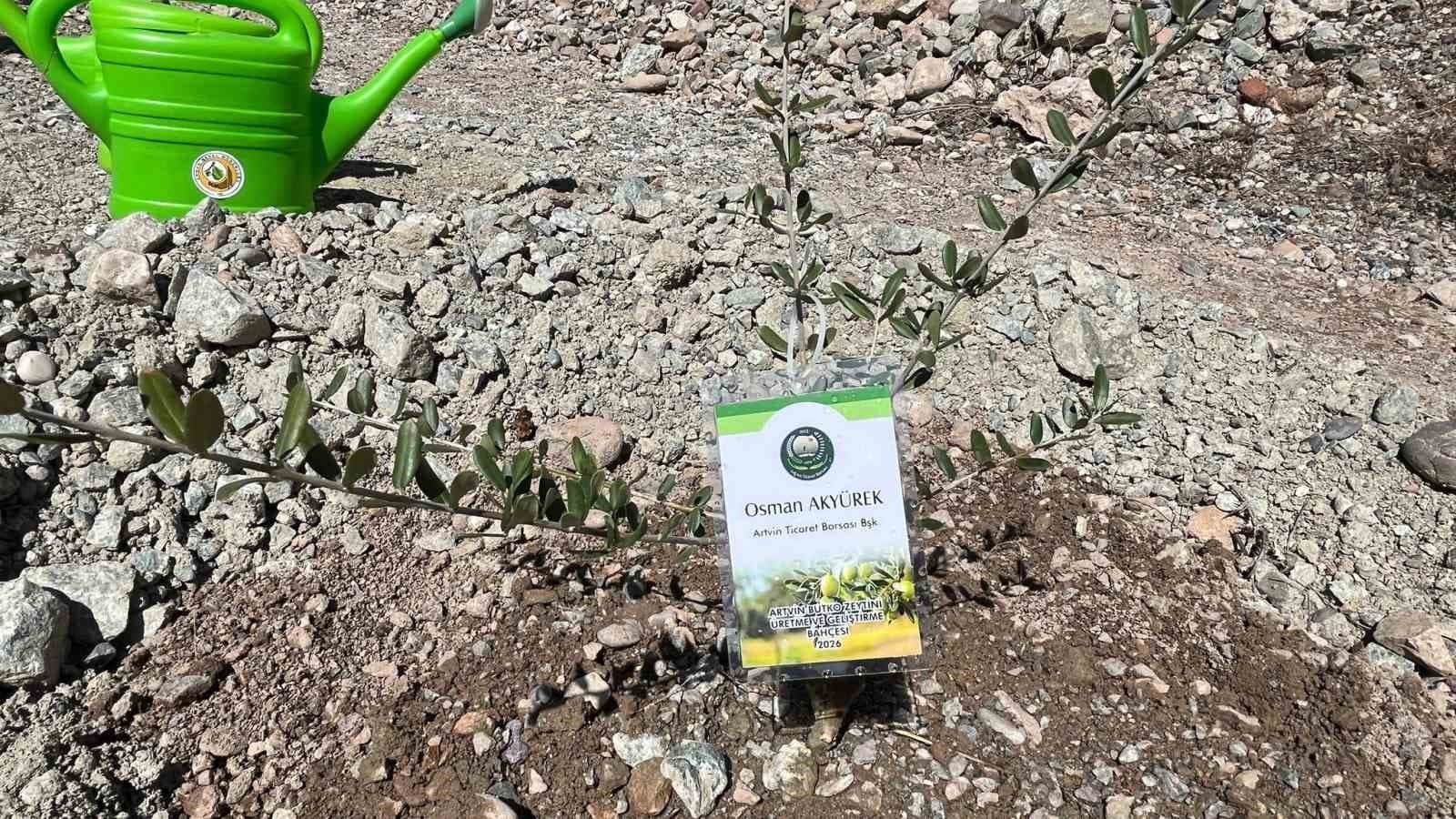 Artvin’de 450 Butko zeytini fidanı toprakla buluşturuldu