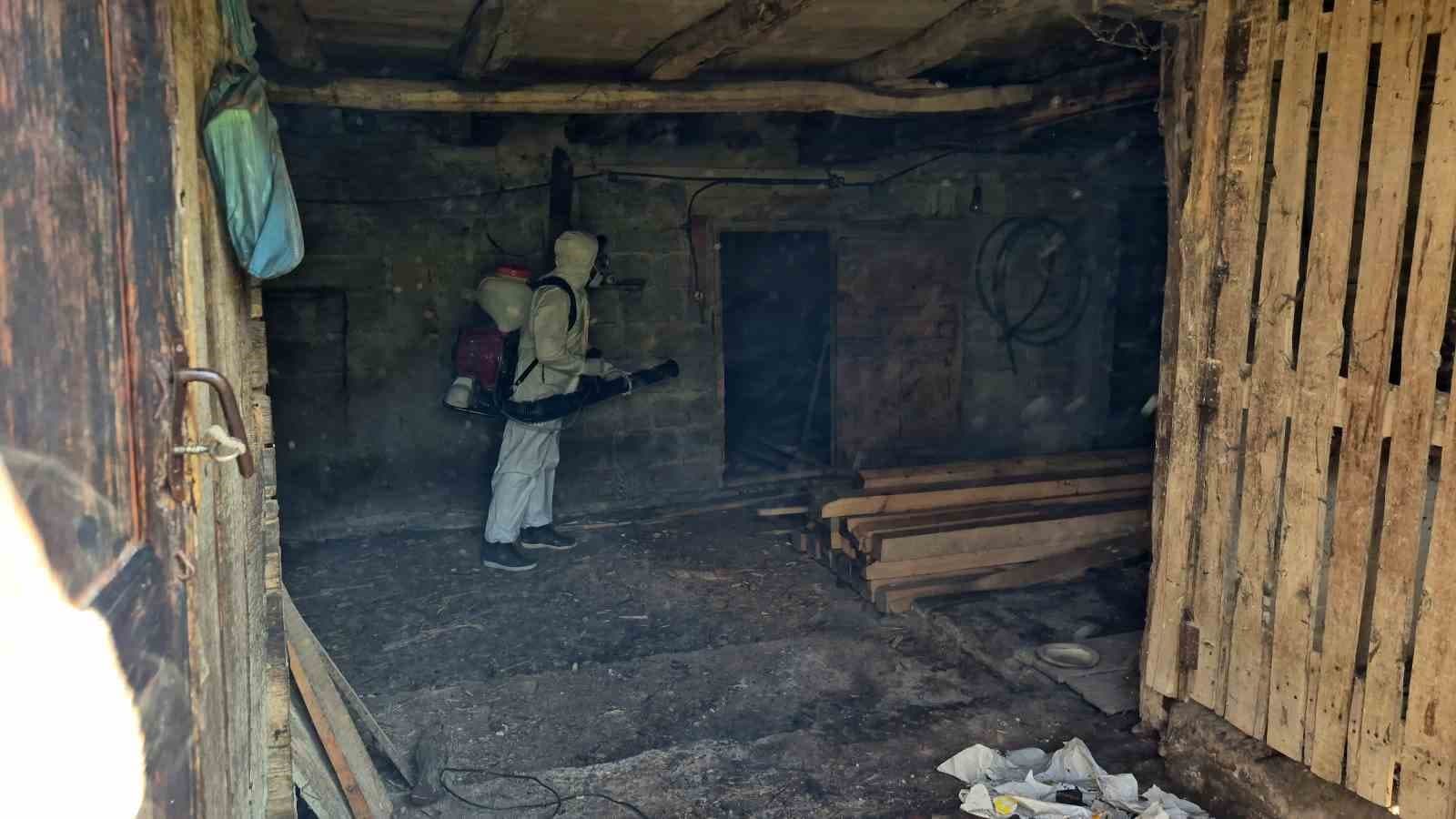 Bartın’da kahverengi kokarca kış uykusunda yok edilecek