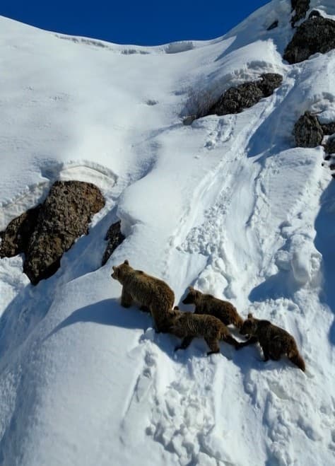 Kış uykusundan uyanan ayılar karla karşılaştı: O anlar dron ile görüntülendi