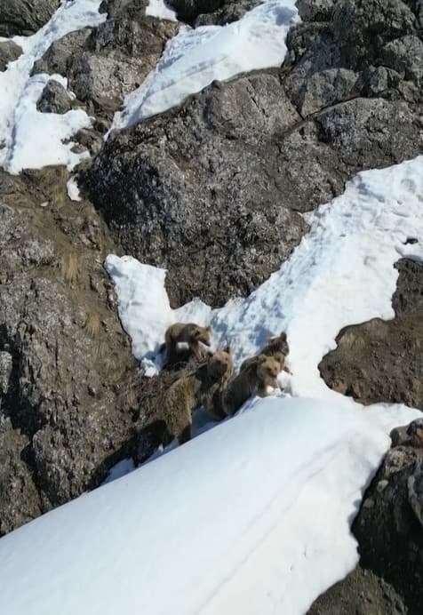 Kış uykusundan uyanan ayılar karla karşılaştı: O anlar dron ile görüntülendi