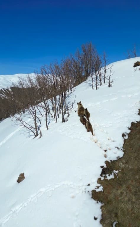 Kış uykusundan uyanan ayılar karla karşılaştı: O anlar dron ile görüntülendi