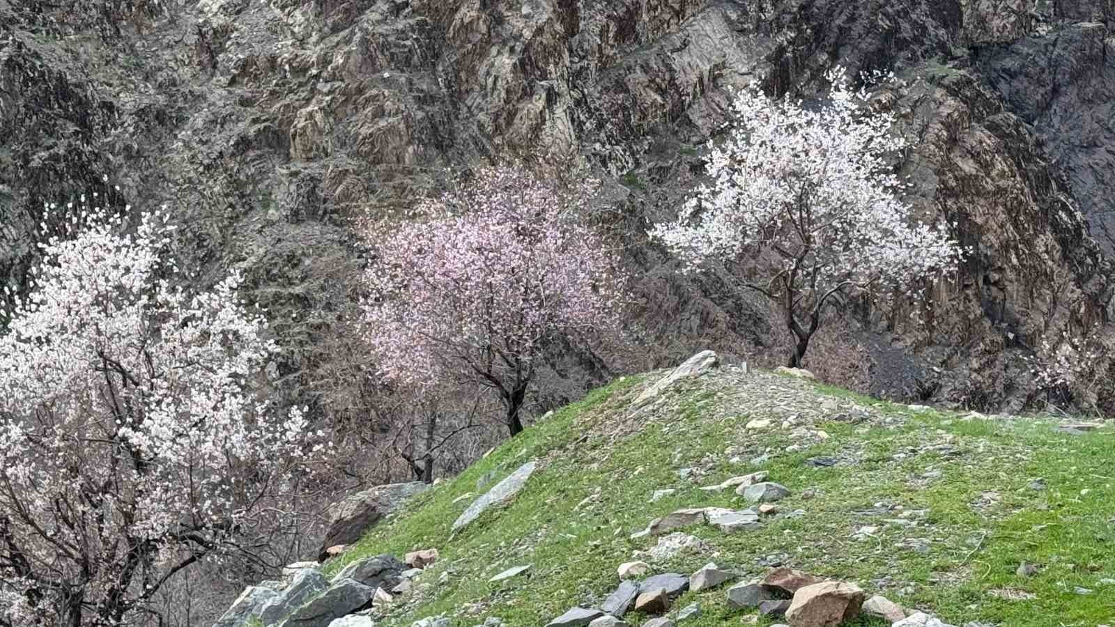 Şırnak’ta badem ağaçları çiçek açtı