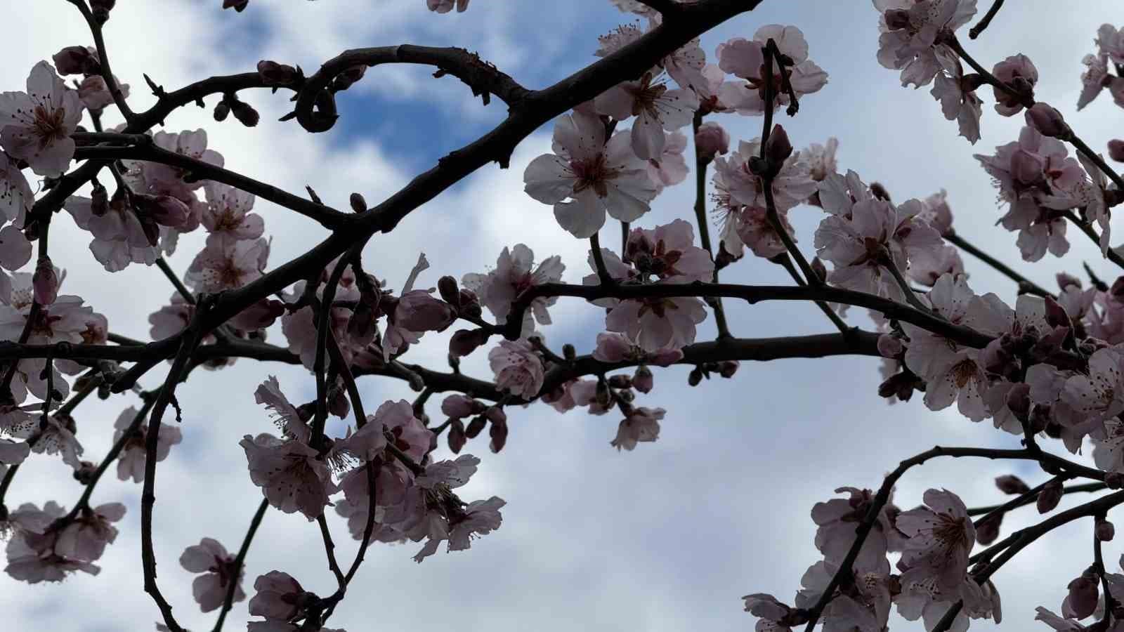 Şırnak’ta badem ağaçları çiçek açtı