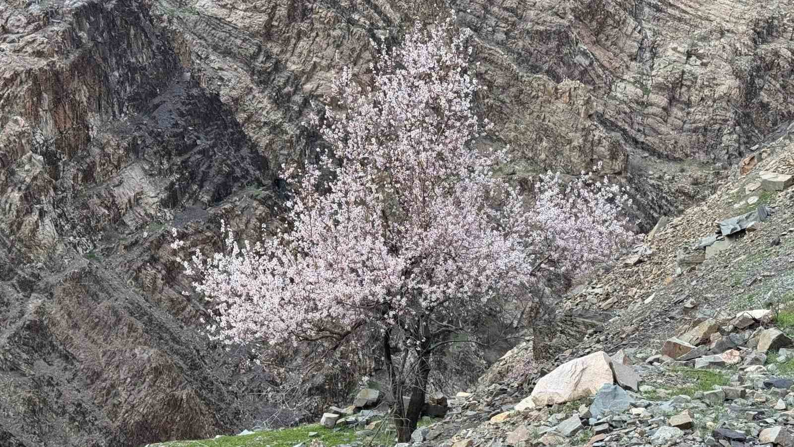 Şırnak’ta badem ağaçları çiçek açtı